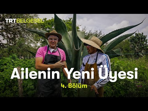 Ailenin Yeni Üyesi | Meksika | TRT Belgesel