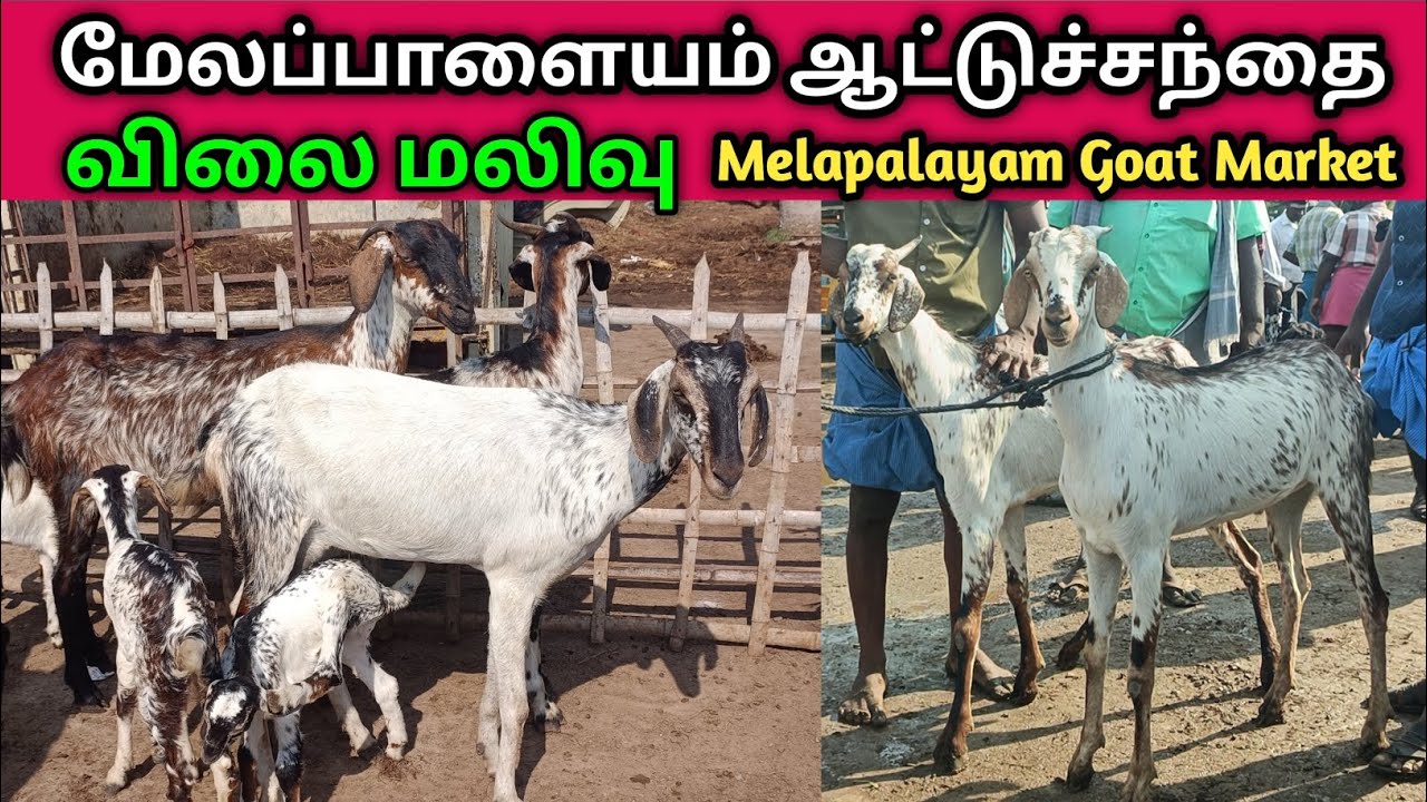 15 - 4 - 2025 | மேலப்பாளையம் ஆட்டுச்சந்தை | Melapalayam Goat Market | @kalnadaitholan