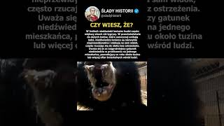To jest niedźwiedź leniwiec