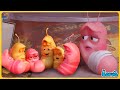 Larva Glue ( Season 3) Larva Cartoons - Official🍟 Best Cartoon Movie 2022