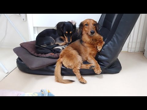ファッション雑誌の表紙みたいにカッコつけるダックス 🐶ひみつきちなう!②🐶  2025年3月10日