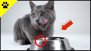 The REAL Reason Why Cats Are Picky Eaters!
