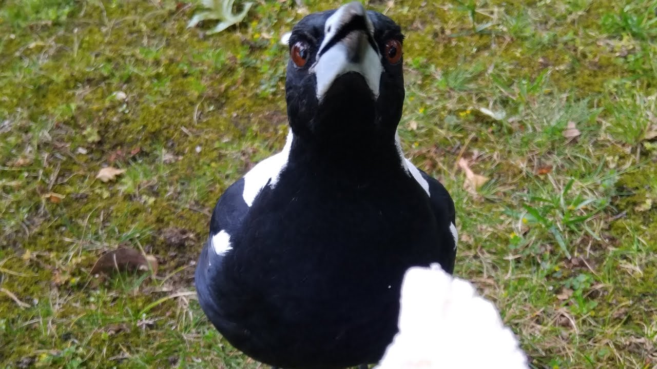 I fed rainy and stormy (My Magpie friends 