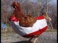 Курица из ПКБ лжет без остановки