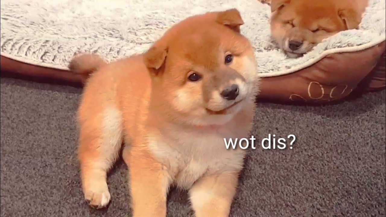 Sound Experiment Whistling To A Puppy