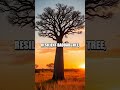 Surprising Insights About Unique Trees Around the World
