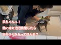 生まれて初めてのシャンプー！シャワーすら苦手な子犬はお利口さんにできるか！？