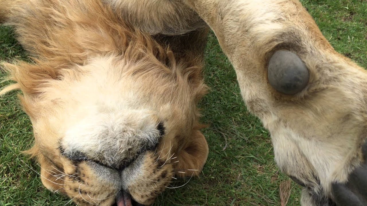 सिंह गौरव