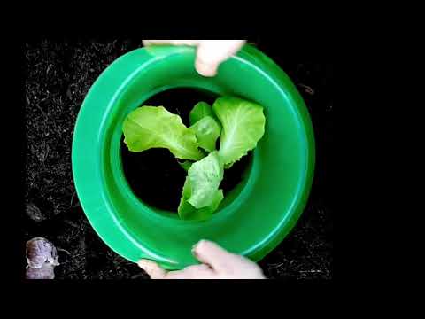 Protéger ses plants