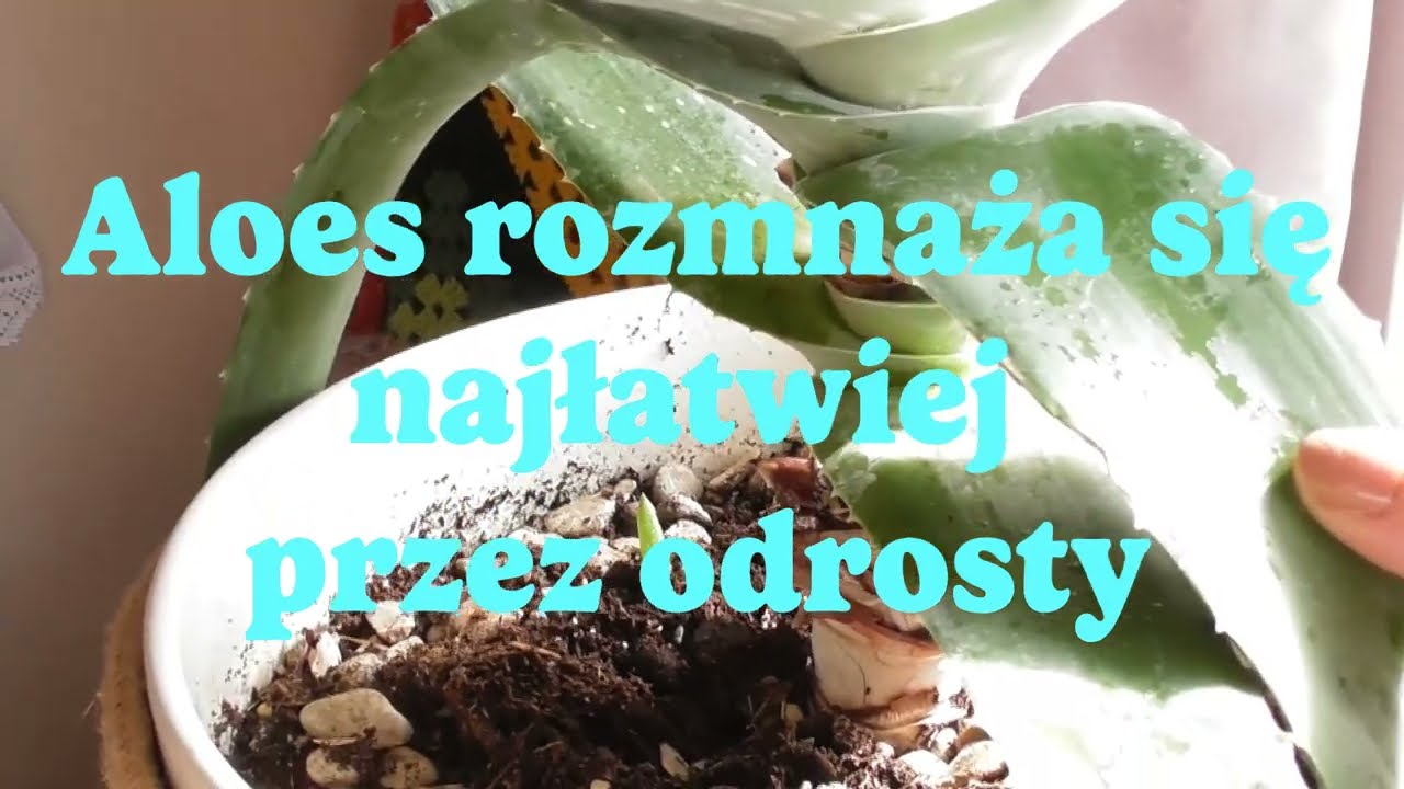 aloe vera gegen trockene haare 98% Aloe Vera Gel für Haare & Kopfhaut main image 1
