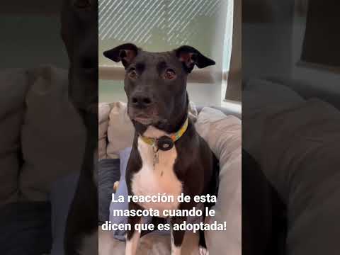 Video: Cómo adoptar una mascota de la oportunidad de Mikey