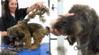 What a transformation! Rescued Dog's First Grooming Experience!