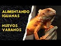 Alimentacion de iguanas / Cría de ratónes