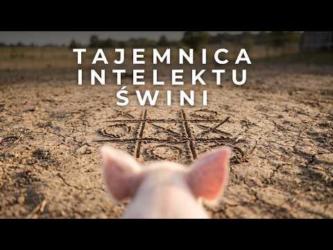 THE SECRET OF PIG INTELLECT | Kasia Trotzek, ASF, industrial farming | Chrumkowo Pig Sanctuary