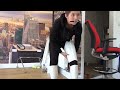 End of video