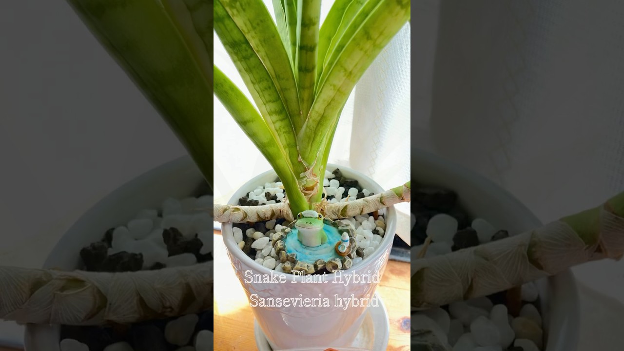 サンセベリア ハイブリッド】 Sansevieria hybrid | Plant Record