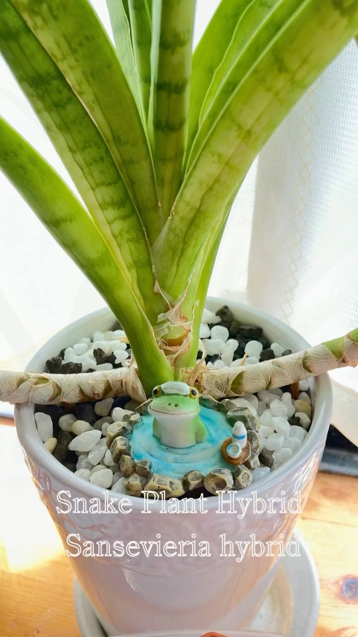 サンセベリア ハイブリッド】 Sansevieria hybrid | Plant Record