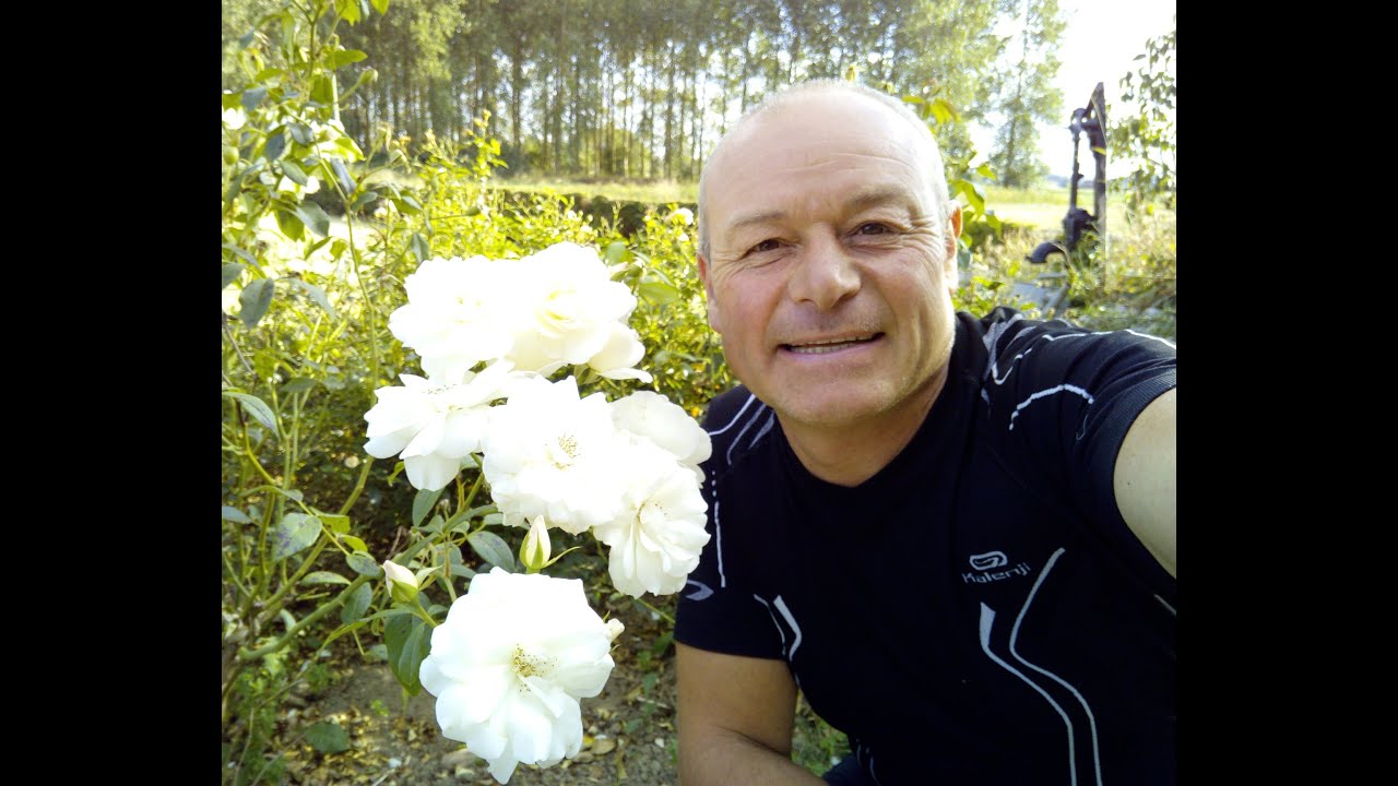 Maladies et parasites des arbres fruitiers