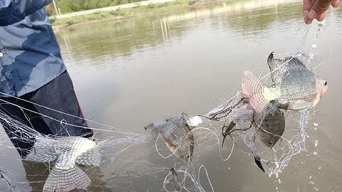 HQC VLog | Giăng lưới 7 phân 3 màn trên ruộng - Dính cá se viền luôn