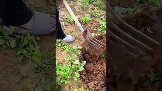 smart tool farm fork for digging out weed pests in the garden #shorts #tools #garden