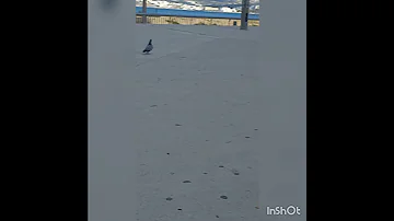 اجمل اغنيه كوريه أبا أما Aba Ama 