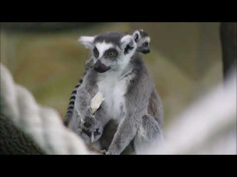 Семейство лемуров с малышами 05.03.2026