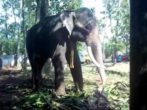 gopanpally pincode ELAMKAVU VISHNU NARAYANAN / elephant /kerala elephant