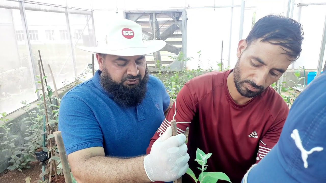 Air layering in Apple Clonal Rootstocks | Full Demonstration | M9 | MM106 | MM111 | HortiKashmir