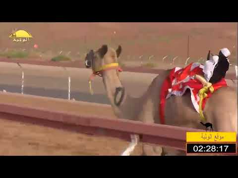 الشوط 11 الفايزه ل حميد بن مطوع الظاهري شارة طحنون بن محمد السبت 2018 8 25 بوسمرة لقايا