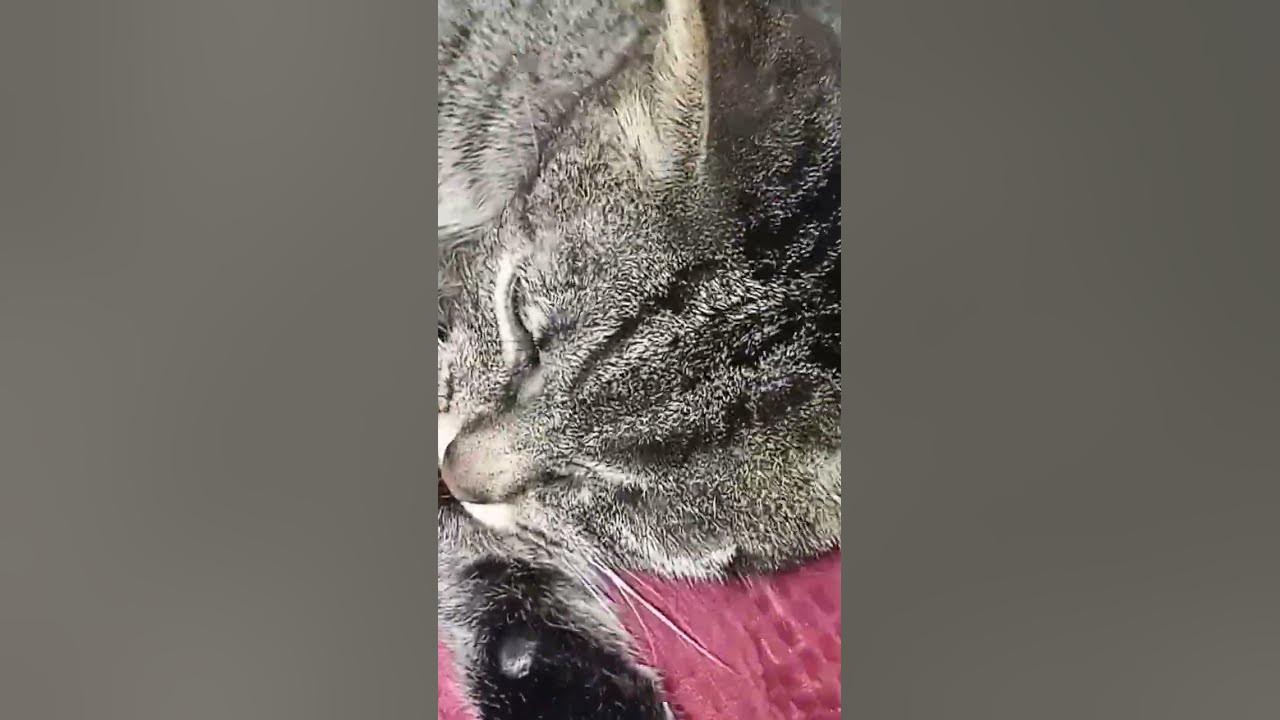 миленький котик #забавныепитомцы #котики - YouTube
