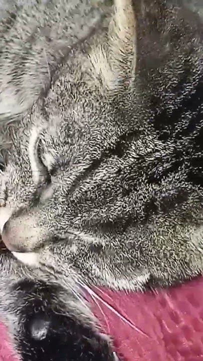 миленький котик #забавныепитомцы #котики - YouTube