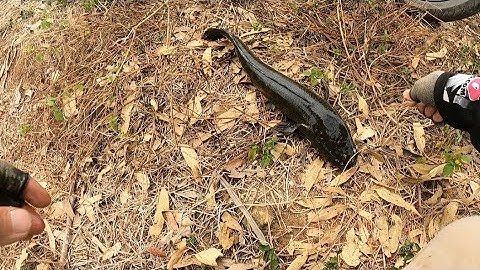 Câu cá lóc đập sông ray | Khai xuân có Hugo