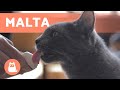 MALTA PARA GATOS - Beneficios, Dosis y Cómo Usarla