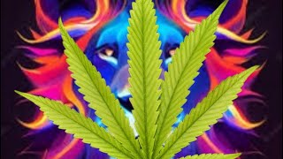 CANNAVIEW 4: lions mane by Verano