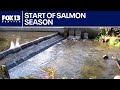 Return of chinook marks start of salmon season | FOX 13 Seattle