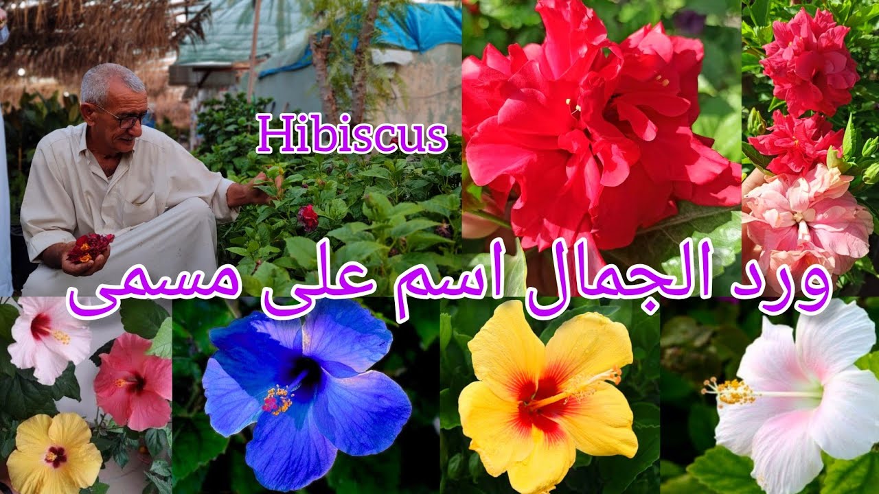 ورد الجمال الهبسكس Hibiscus أسرار الزراعة العناية واهم طرق الاكثار و الآفات الزراعية الفتاكة بالنبات