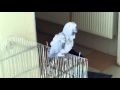 باباغاء يذكر اسم الله  gris du gabon