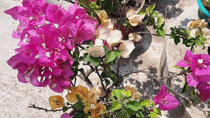 ছাদ বাগানের জন্য বোগেনভিলিয়া ফুল গাছ