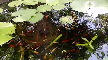 Nuôi cá hồ xi măng 2019 - Cá bảy màu, cá trân châu, cá mún và cá hồng kim