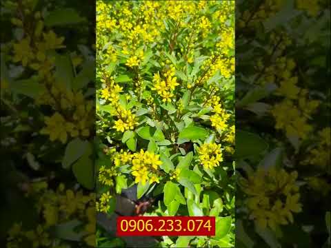 Video Cây Kim đồng tài lộc - Hoa vàng nở quanh năm siêu đẹp. - youtube