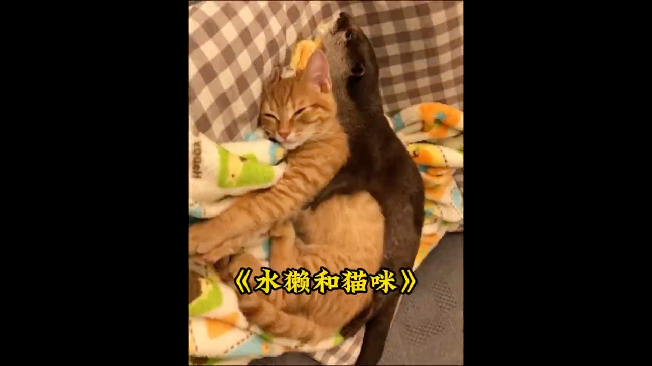 水獭爱上一只橘猫，对它展开疯狂的追求，被拒绝后却抑郁了 