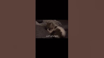 عبد الرحمن مسعد 🤍 #quran #اكسبلور #لايك #قران #عبدالرحمن_مسعد #تلاوة_خاشعة ٪#راحة_نفسية