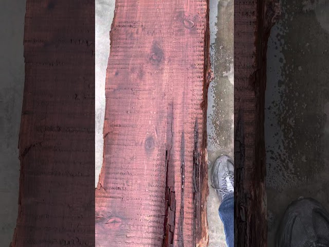 Old Growth Redwood Slab #23