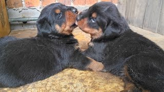WELCOMING THE NEW ROTTWEILER PUPPIES TO THE PACK.