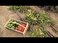 Harvesting & Drying Peppers! 🌶👩‍🌾 // Garden Answer