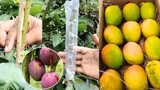 The mango insert grafting technique is easy and practical