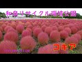和泉リサイクル環境公園のコキア(2021年10月21日)