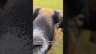 Allein auf der Bundesstraße: Simba brauchte dringend Hilfe