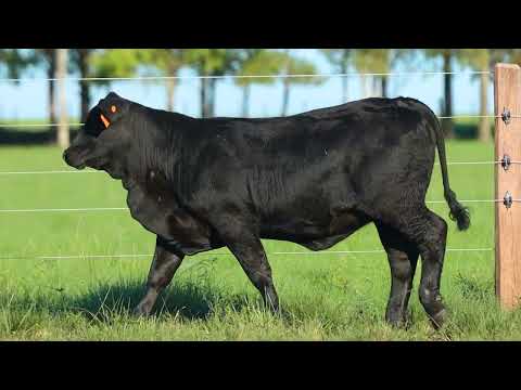 LOTE 34   TAT FIV4633 F Brangus