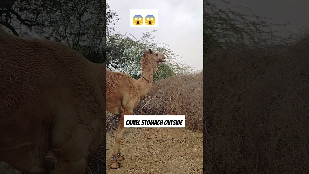 Camel getting it's stomach out😱😱 